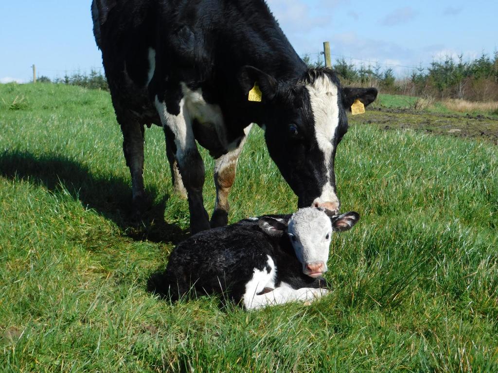 O'Briens Apartments room 6